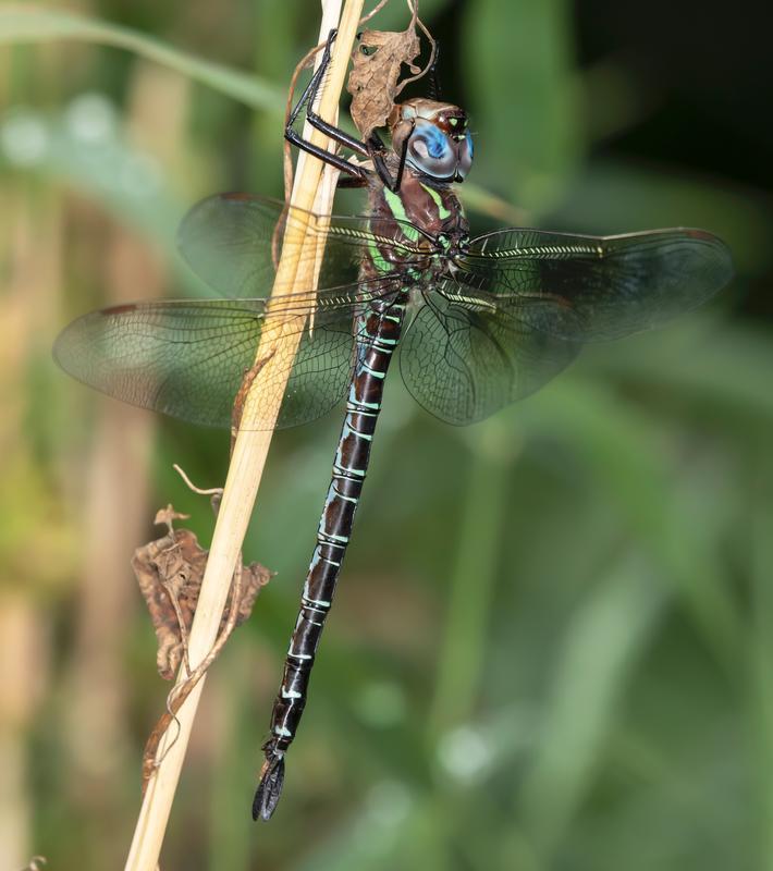 Photo of Swamp Darner