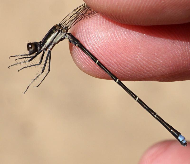 Photo of Blue-tipped Dancer