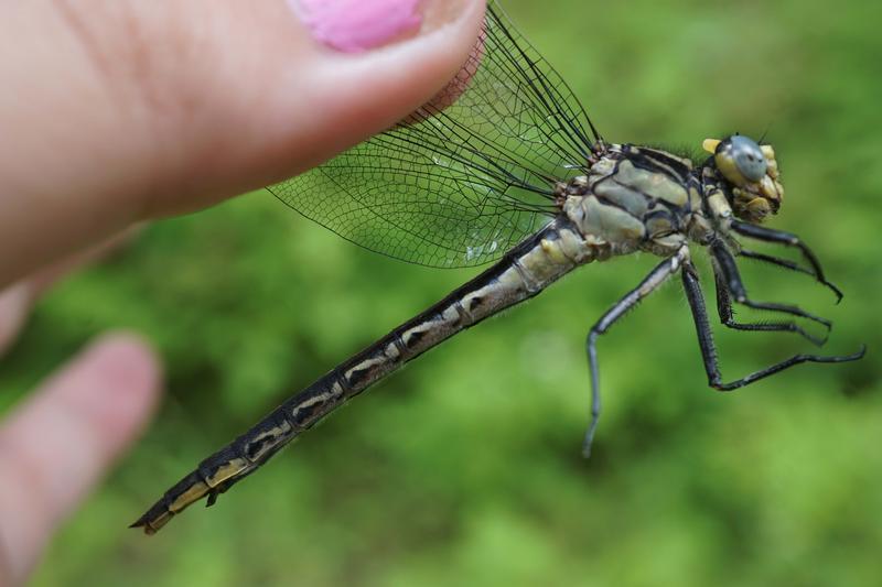 Photo of Horned Clubtail