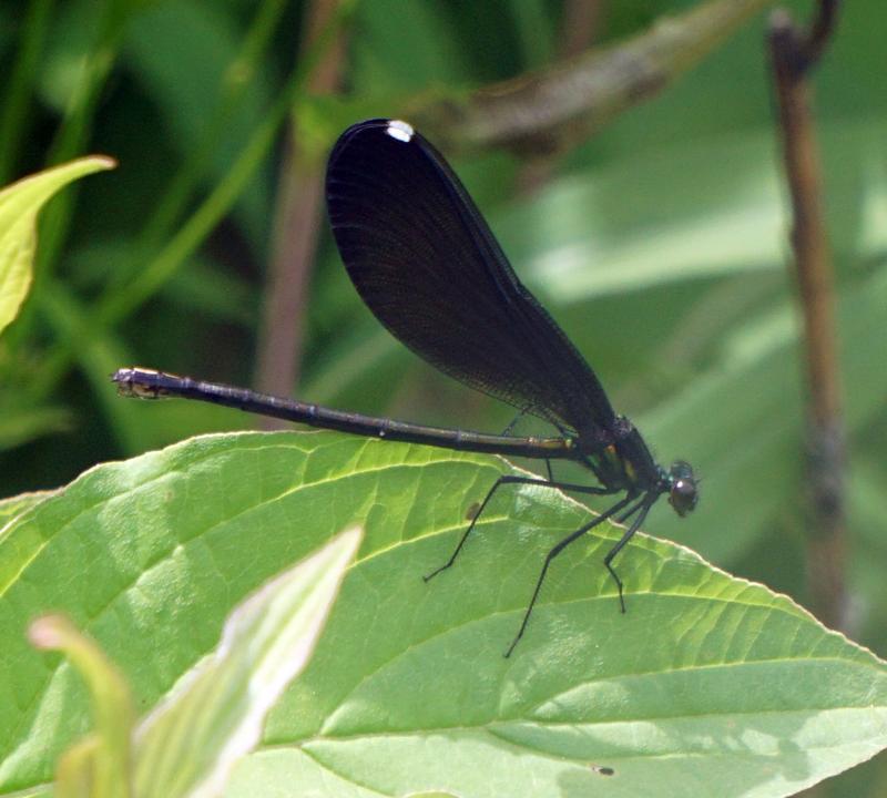 Photo of Ebony Jewelwing