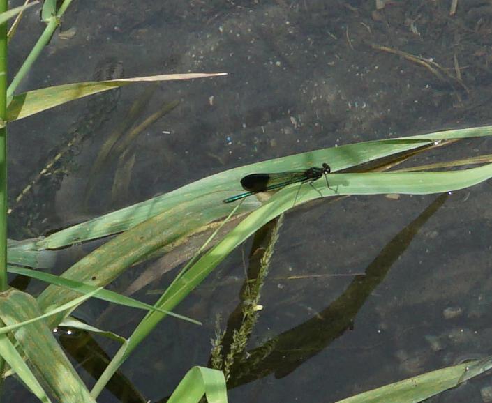 Photo of River Jewelwing