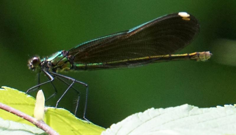 Photo of River Jewelwing