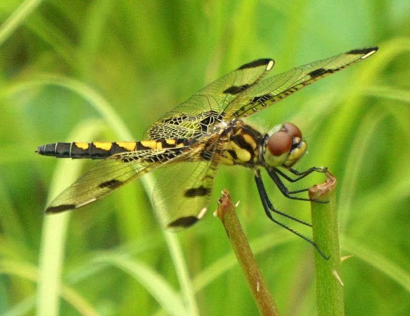 Photo of Calico Pennant
