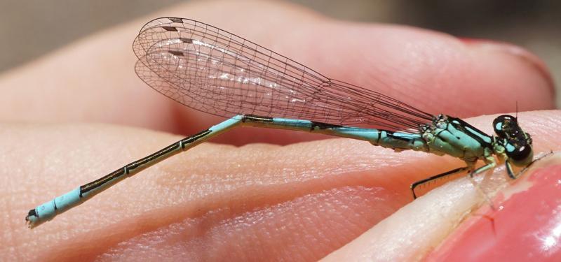 Photo of Taiga Bluet