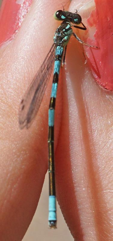 Photo of Taiga Bluet