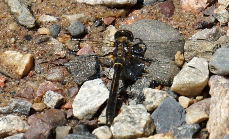 Photo of American Emerald