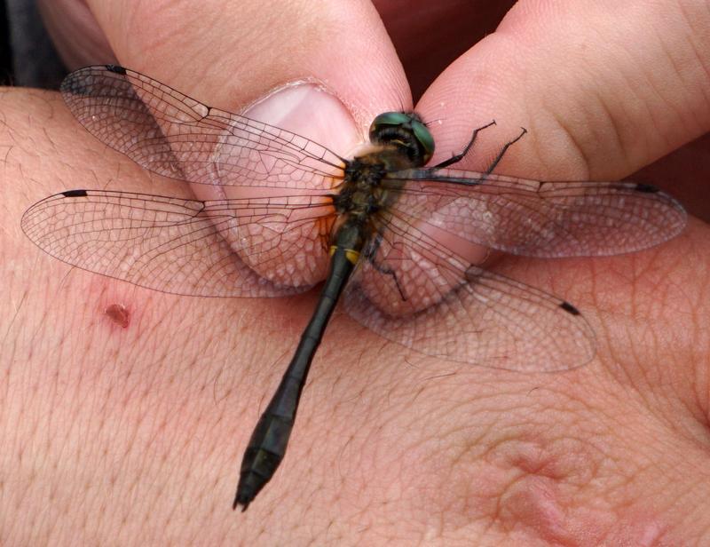 Photo of Racket-tailed Emerald