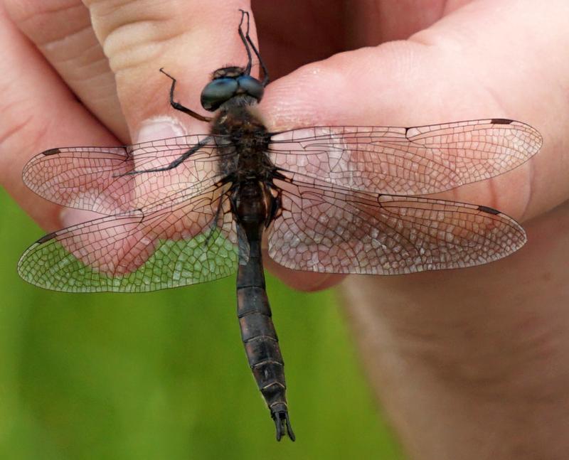 Photo of Common Baskettail