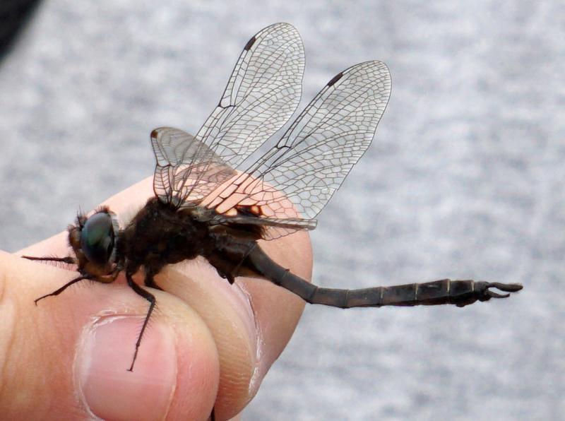 Photo of Common Baskettail