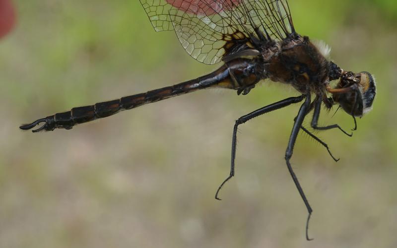 Photo of Spiny Baskettail