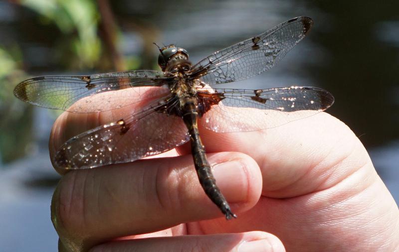Photo of Prince Baskettail