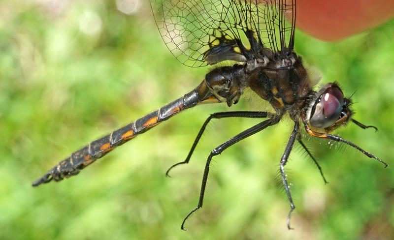 Photo of Spiny Baskettail