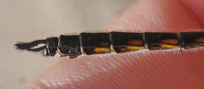 Photo of Spiny Baskettail