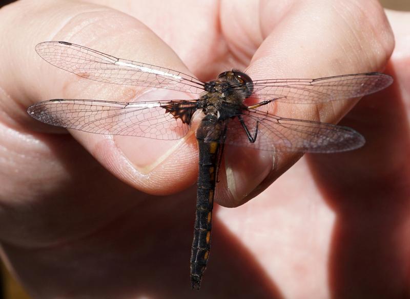 Photo of Common Baskettail