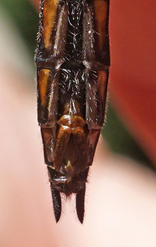 Photo of Common Baskettail