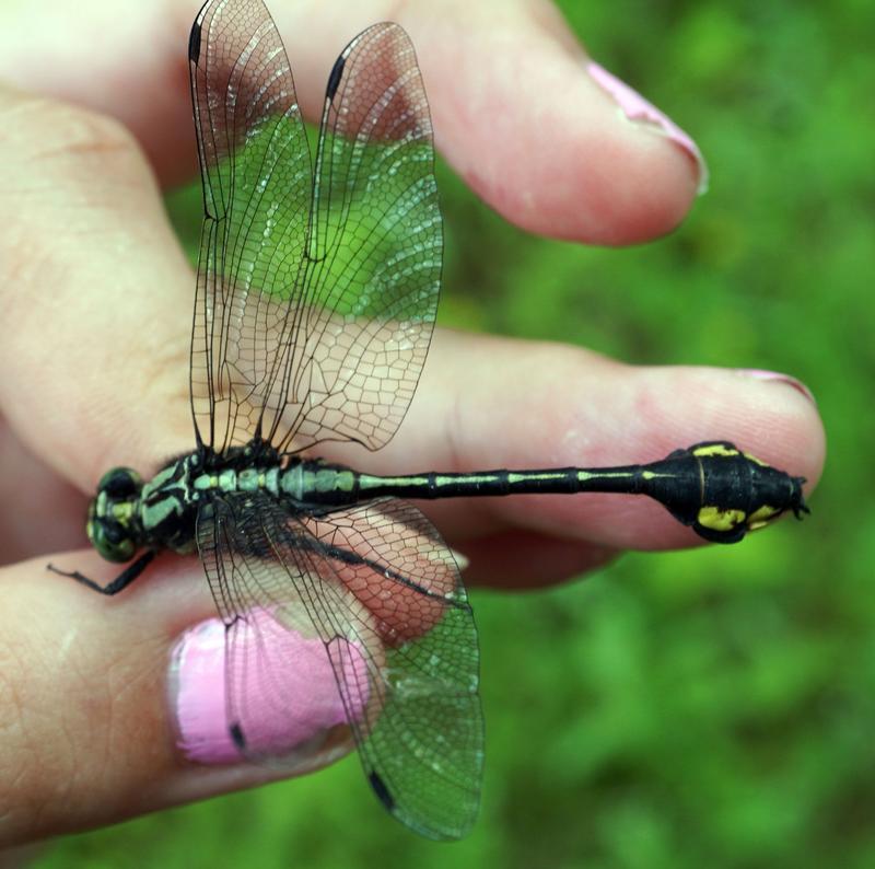 Photo of Skillet Clubtail