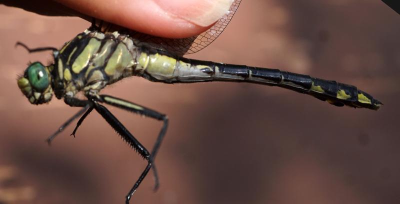 Photo of Midland Clubtail