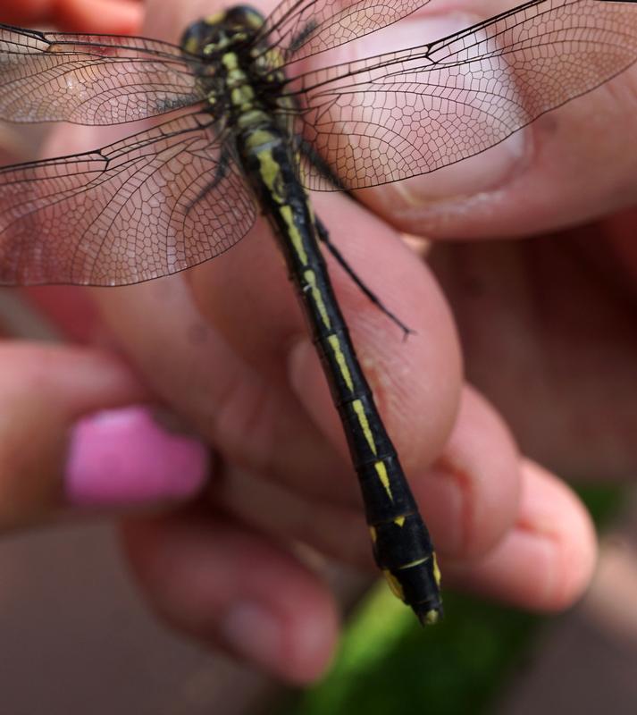 Photo of Midland Clubtail