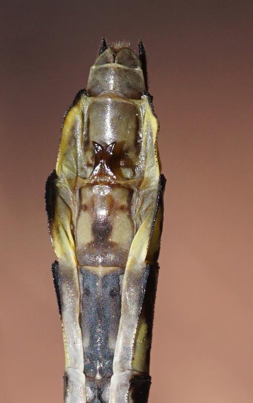 Photo of Midland Clubtail