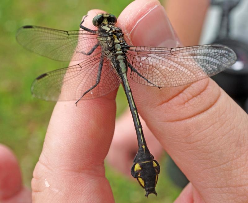 Photo of Skillet Clubtail