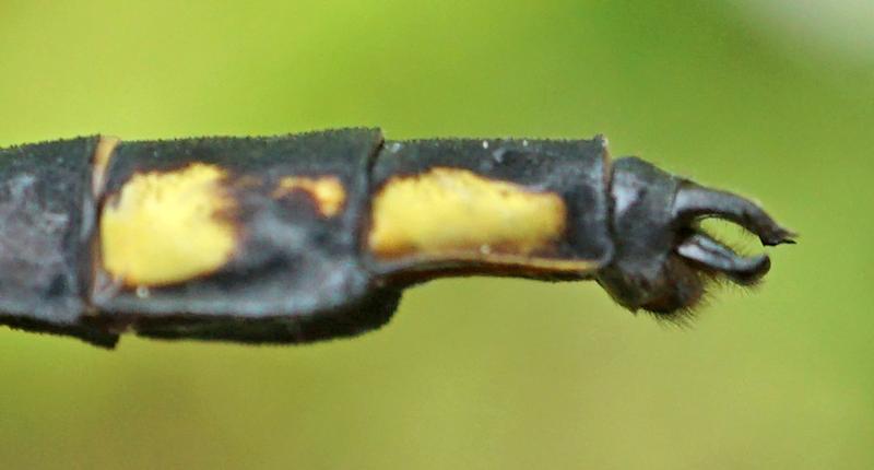 Photo of Skillet Clubtail