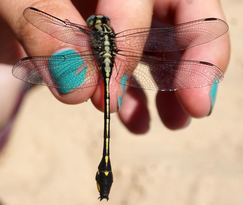 Photo of Midland Clubtail