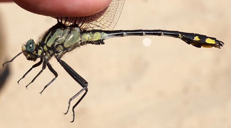 Photo of Midland Clubtail