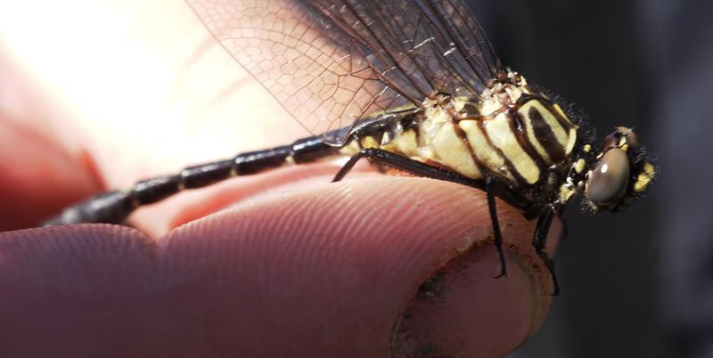 Photo of Cobra Clubtail