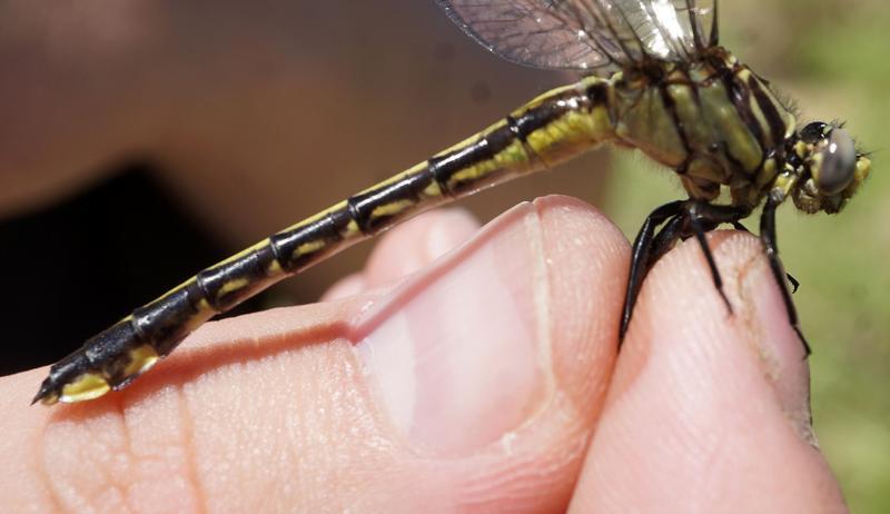 Photo of Midland Clubtail