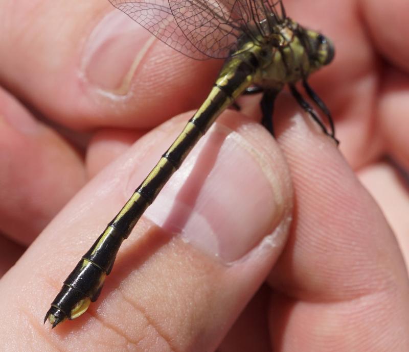 Photo of Midland Clubtail