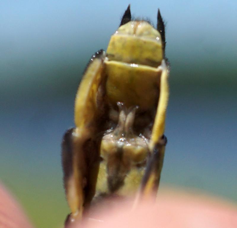 Photo of Midland Clubtail