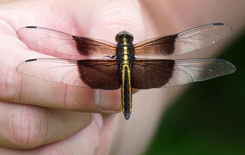 Photo of Widow Skimmer