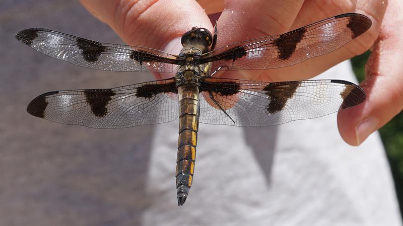 Photo of Twelve-spotted Skimmer