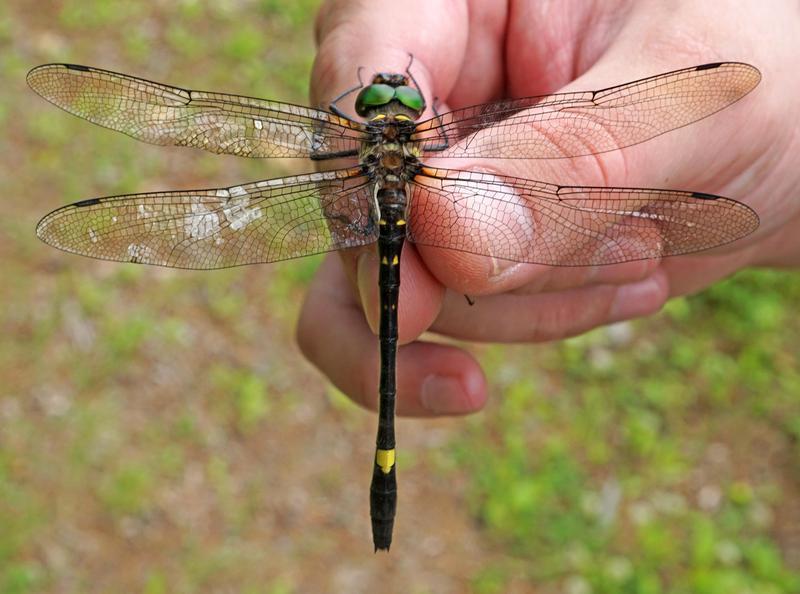 Photo of Swift River Cruiser (Illinois River Cruiser ssp.)