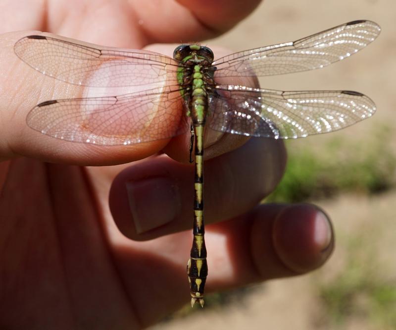 Photo of Sioux Snaketail