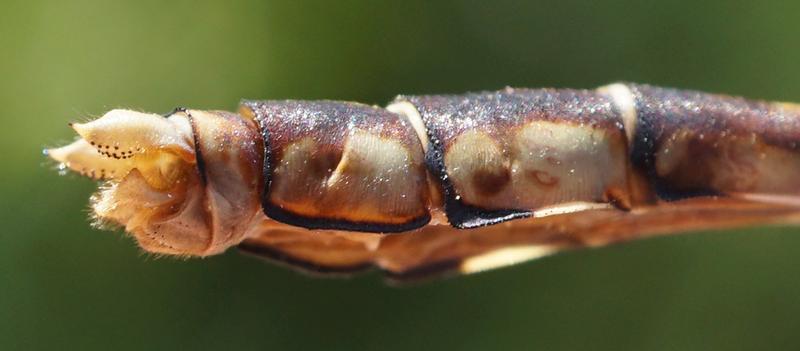 Photo of Sioux Snaketail