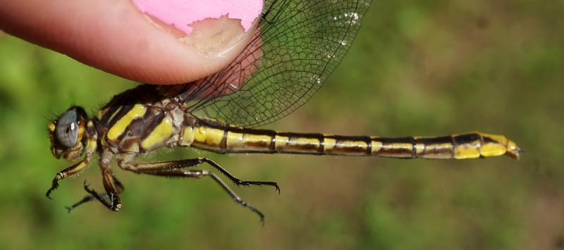 Photo of Lancet Clubtail