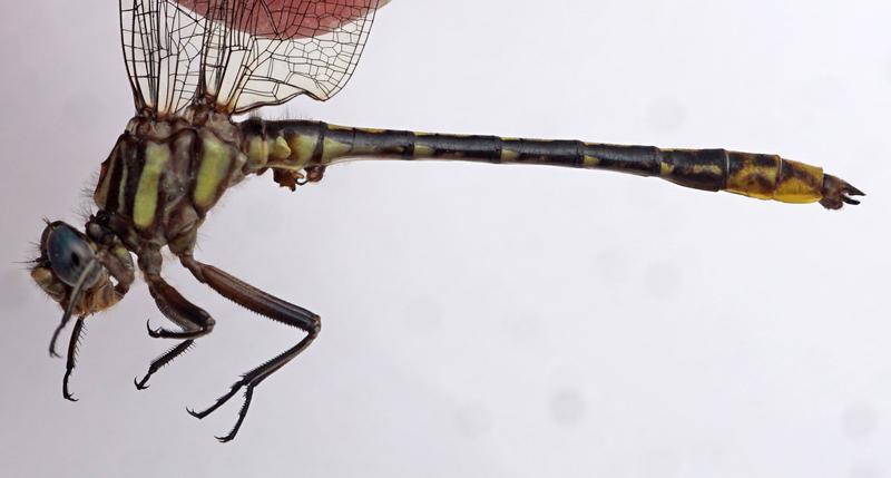 Photo of Lancet Clubtail