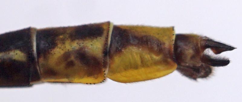 Photo of Lancet Clubtail
