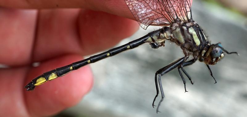 Photo of Rapids Clubtail