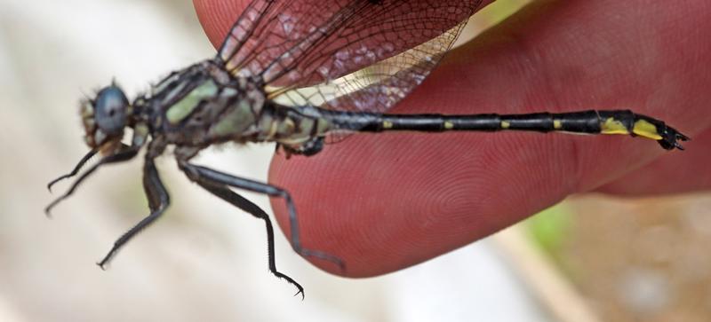 Photo of Rapids Clubtail