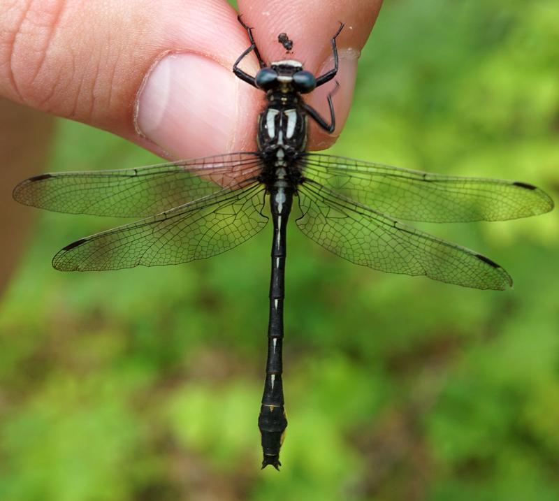 Photo of Rapids Clubtail