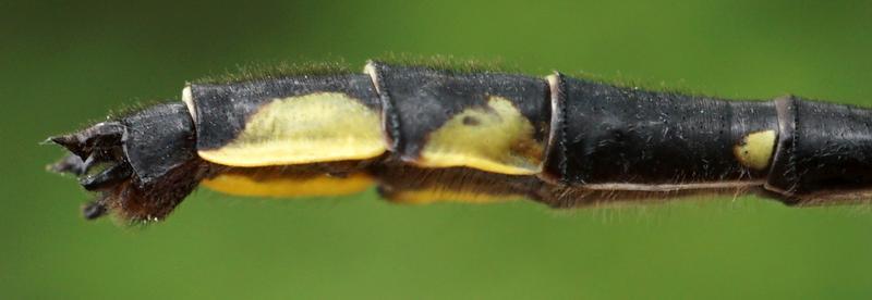 Photo of Rapids Clubtail
