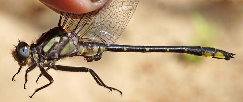 Photo of Rapids Clubtail