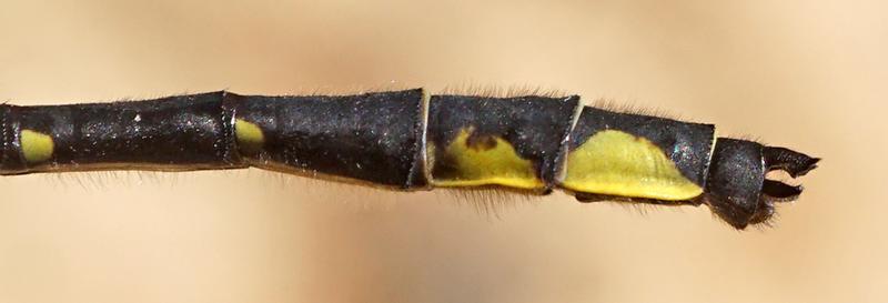 Photo of Rapids Clubtail