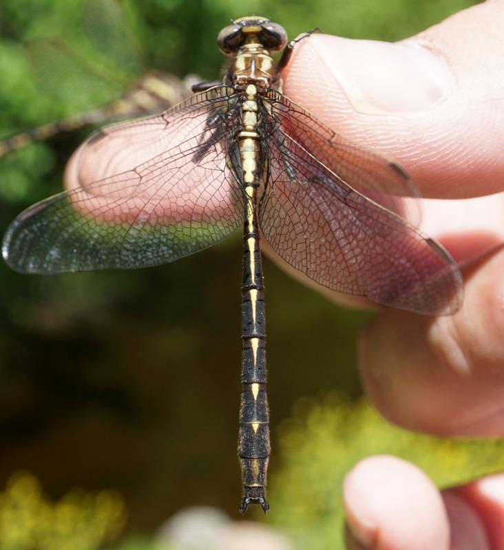 Photo of Ashy Clubtail