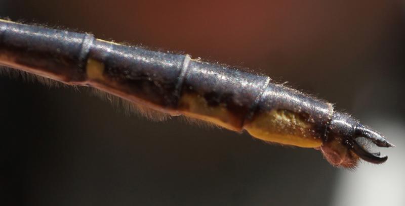 Photo of Ashy Clubtail