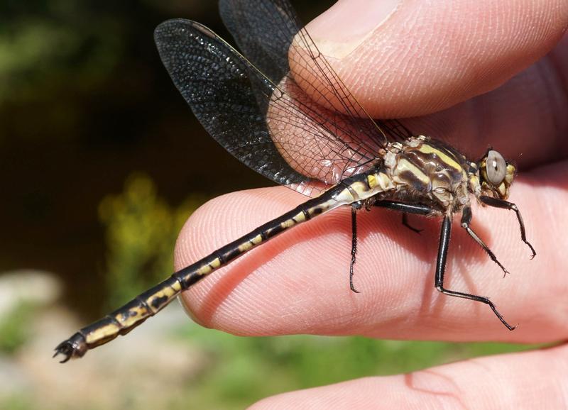 Photo of Dusky Clubtail