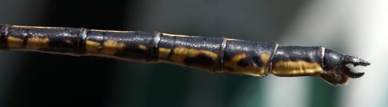 Photo of Dusky Clubtail