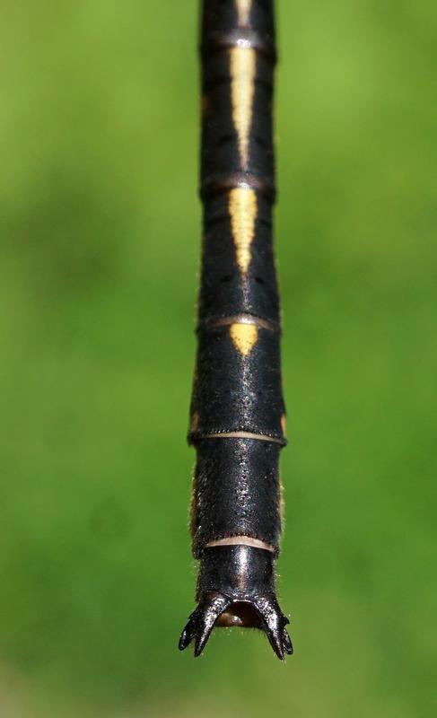 Photo of Dusky Clubtail